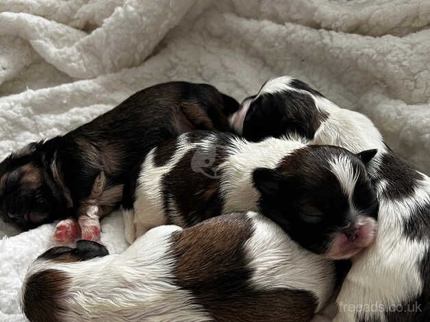 Pedigree shih tzu for sale in Scunthorpe, Lincolnshire - Image 3