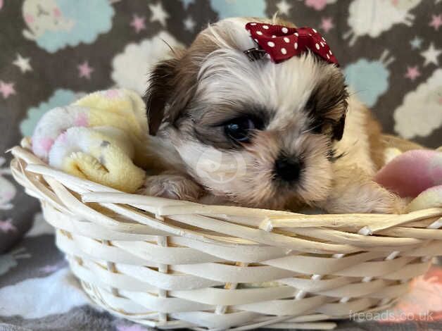 Perfect Shih tzu puppies for sale in Doncaster, South Yorkshire