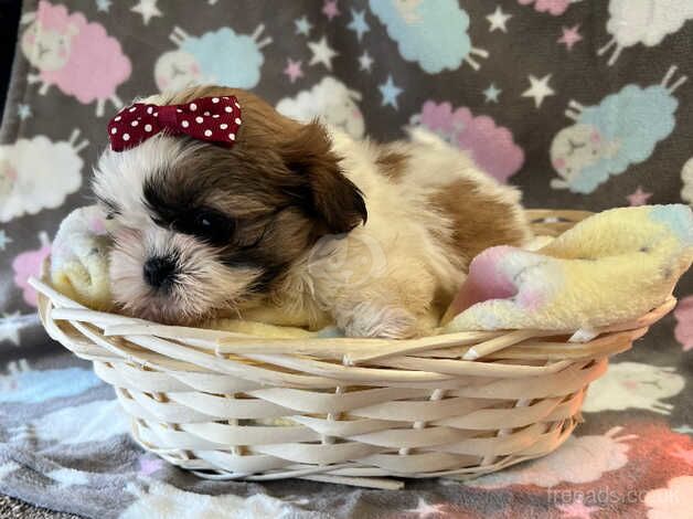 Perfect Shih tzu puppies for sale in Doncaster, South Yorkshire - Image 2