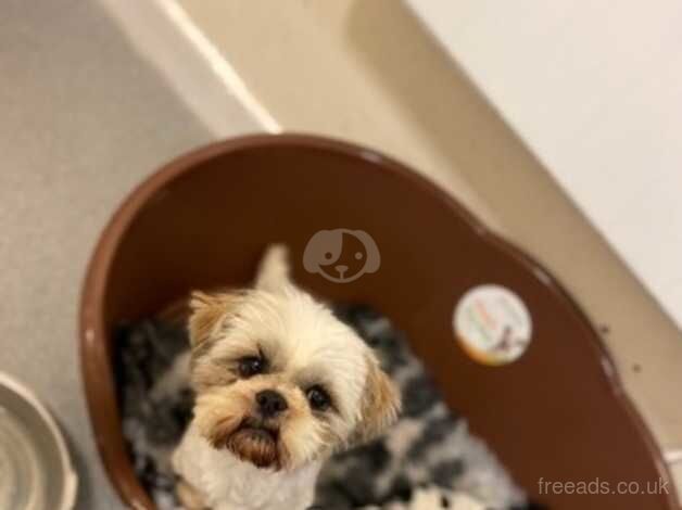 Perfect Shih tzu puppies for sale in Doncaster, South Yorkshire - Image 3