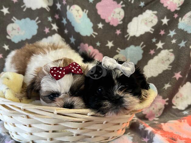 Perfect Shih tzu puppies for sale in Doncaster, South Yorkshire - Image 4