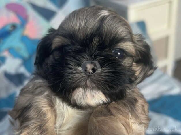 Shih Tzu Puppies For Sale Under £1,000