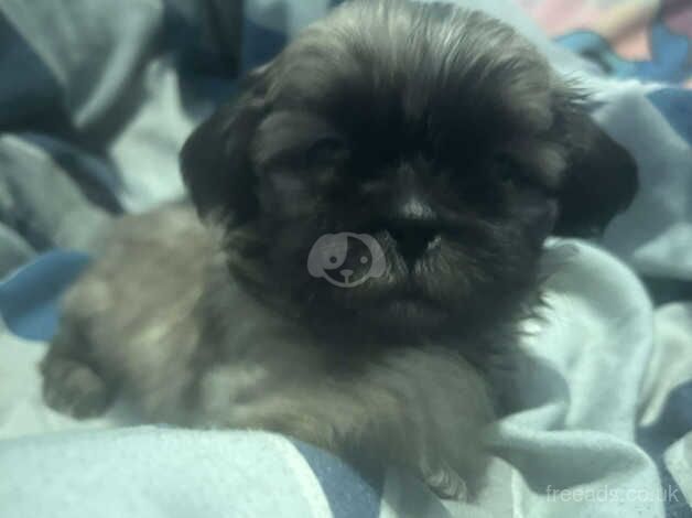 PERIGREE SHIH TZU PUPPIES AVAILABLE FOR VIEWING for sale in Leeds, West Yorkshire - Image 2