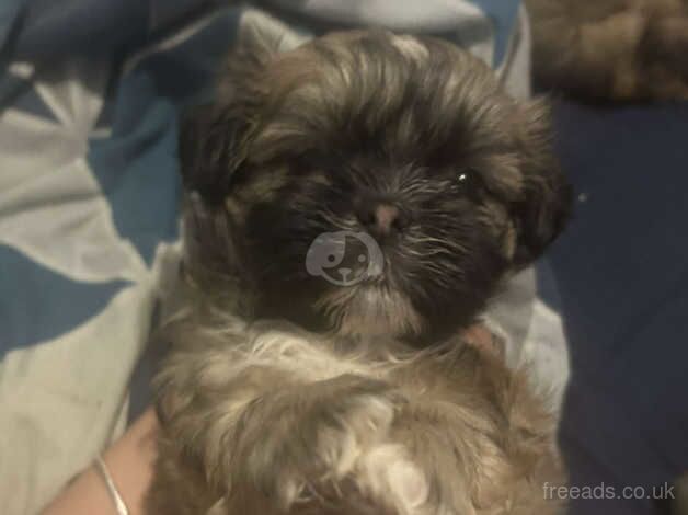 PERIGREE SHIH TZU PUPPIES AVAILABLE FOR VIEWING for sale in Leeds, West Yorkshire - Image 3