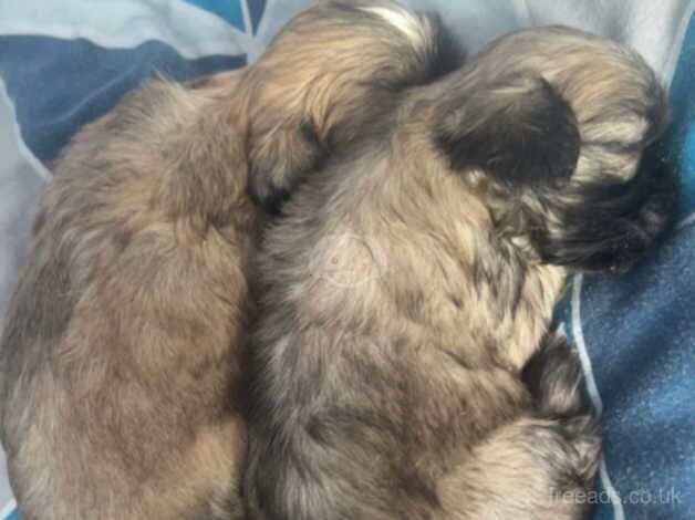 PERIGREE SHIH TZU PUPPIES AVAILABLE FOR VIEWING for sale in Leeds, West Yorkshire - Image 4