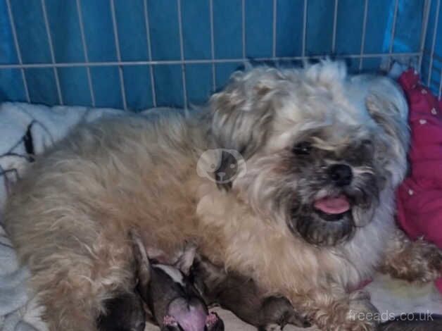 PERIGREE SHIH TZU PUPPIES AVAILABLE FOR VIEWING for sale in Leeds, West Yorkshire - Image 5