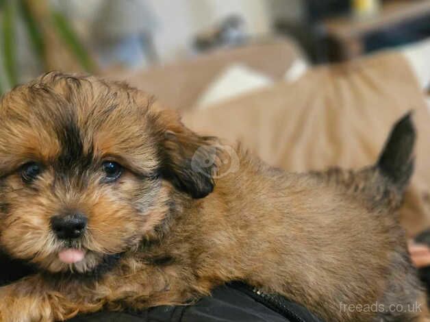 Pomchi/Shih-Tzu pups ready to start their new adventure for sale in Peterborough, Cambridgeshire - Image 2