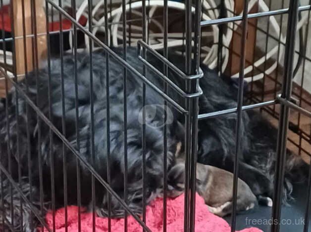 Pomchi/Shih-Tzu pups ready to start their new adventure for sale in Peterborough, Cambridgeshire - Image 4