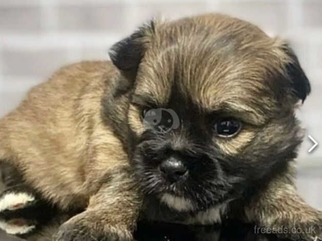 Pomshi puppies for sale in Sheffield, South Yorkshire - Image 3