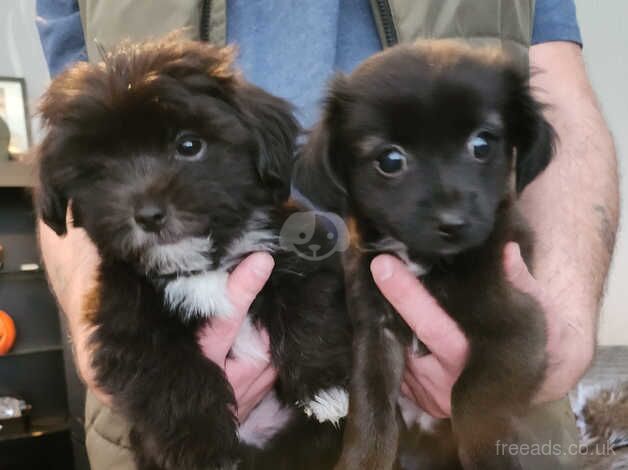 Puppeys for sale in Middlewich, Cheshire - Image 1