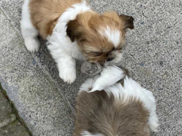 Puppies for sale in Armagh