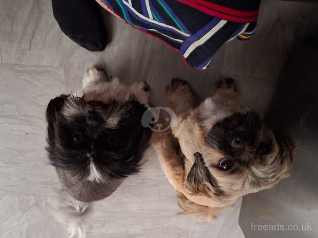 Puppies for sale in Northampton, Northamptonshire - Image 1