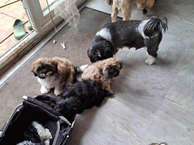 Puppies for sale in Northampton, Northamptonshire - Image 3