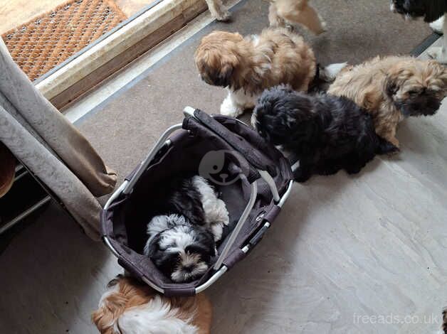 Puppies for sale in Northampton, Northamptonshire - Image 5