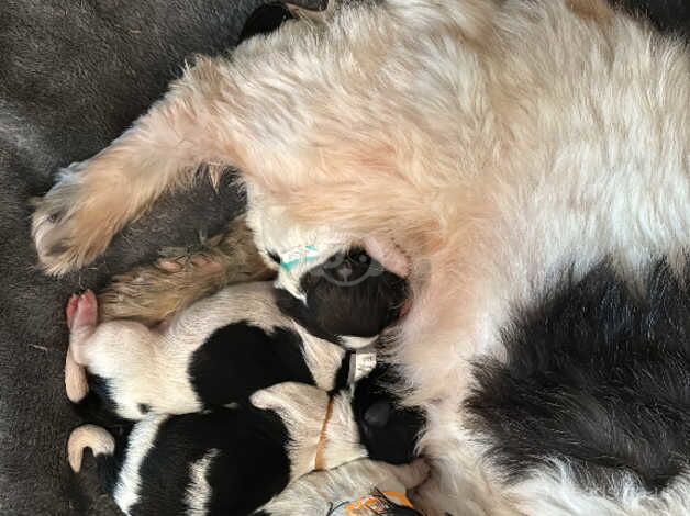 Puppies for sale in Plymouth, Devon