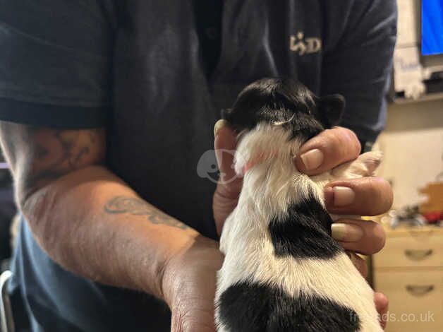 Puppies for sale in Plymouth, Devon - Image 3