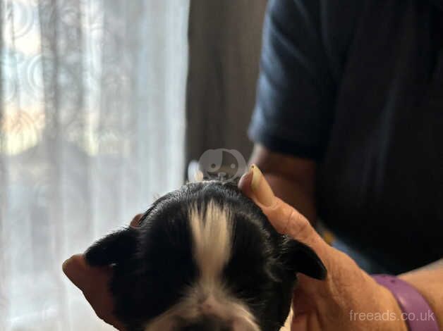 Puppies for sale in Plymouth, Devon - Image 4