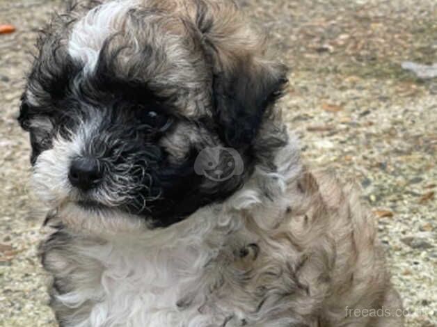 Puppies loveee for sale in Harrow, Harrow, Greater London - Image 2