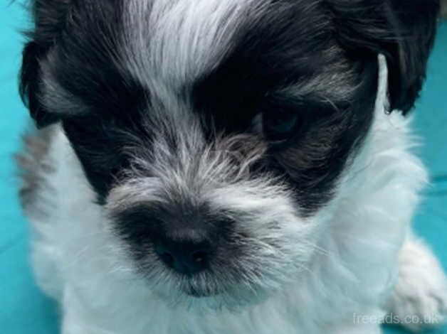 Puppies loveee for sale in Harrow, Harrow, Greater London - Image 4