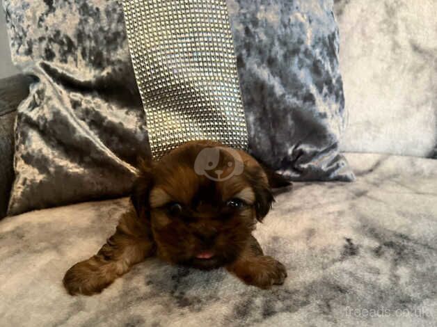 Puppy for sale in Motherwell, North Lanarkshire - Image 2