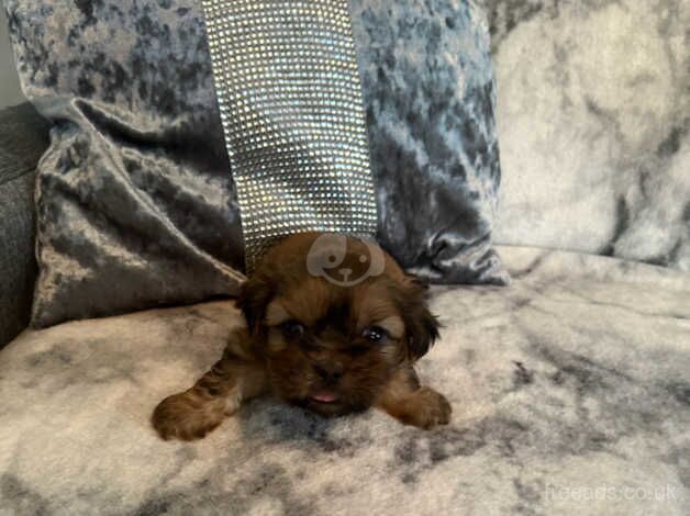 Puppy for sale in Motherwell, North Lanarkshire - Image 3