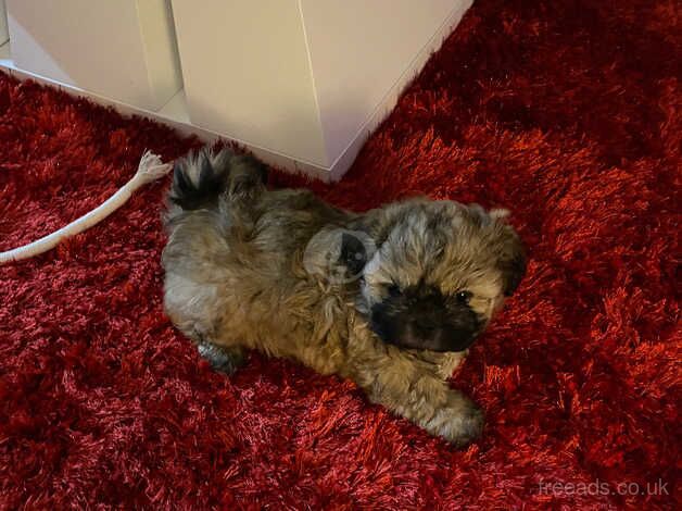 Puppy shih tzu girl for sale in Dundee, Dundee