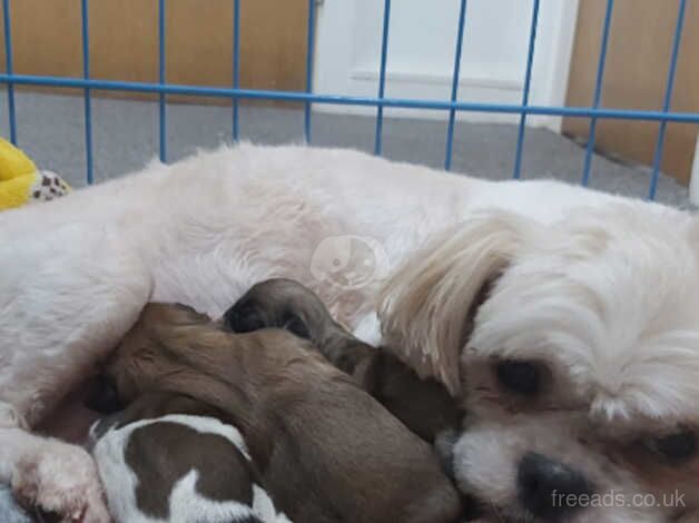 Puppy shih tzu girl for sale in Dundee, Dundee - Image 2