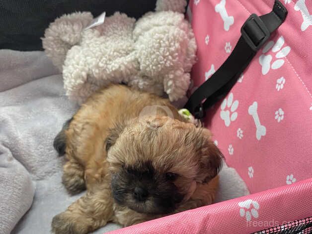 Puppy shih tzu girl for sale in Dundee, Dundee - Image 3