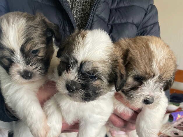 Pups for sale in Coleraine, Coleraine