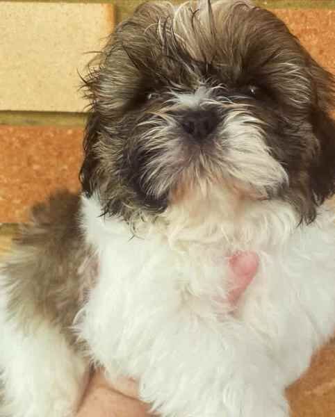 Pure bred girls-boys Shih Tzu puppies for sale in Reading, Berkshire