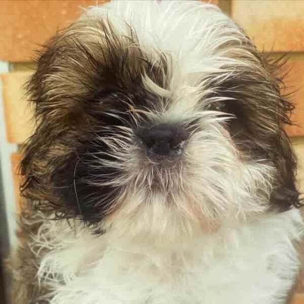 Pure bred girls-boys Shih Tzu puppies for sale in Reading, Berkshire - Image 2