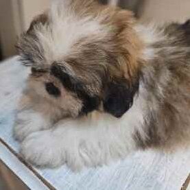 Pure bred girls-boys Shih Tzu puppies for sale in Reading, Berkshire - Image 3