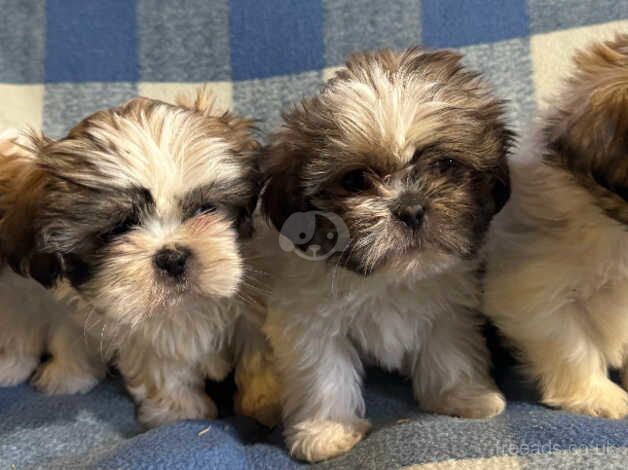 Pure bred Shih Tzus for sale