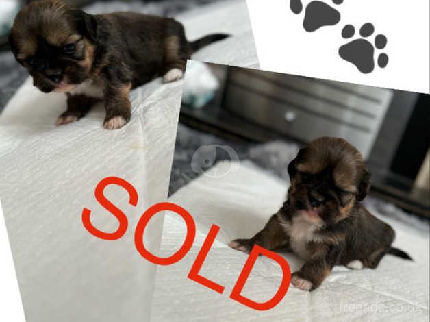 Pure shih tzu puppies for sale in Doncaster, South Yorkshire - Image 2