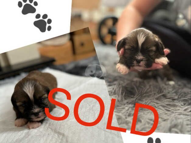 Pure shih tzu puppies for sale in Doncaster, South Yorkshire - Image 3