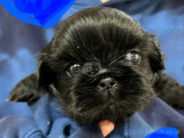 Ready 26th Oct 3 Beautiful puppies left looking for their forever home for sale in Colchester, Essex - Image 3