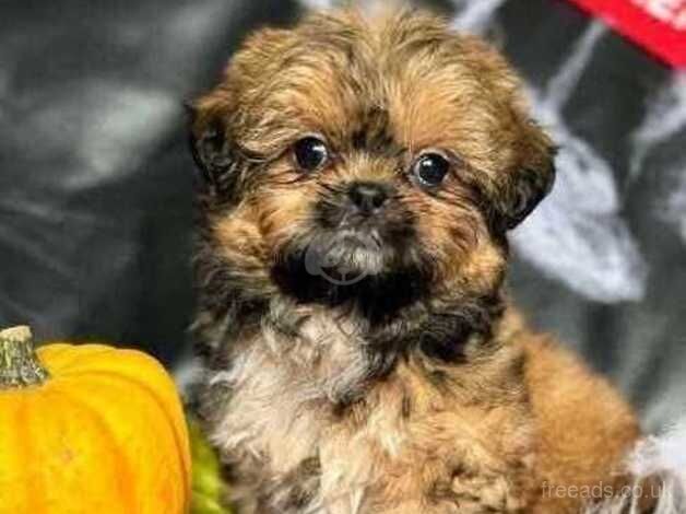 READY NOW IMPERIAL SHIH TZU for sale in Crewe, Cheshire