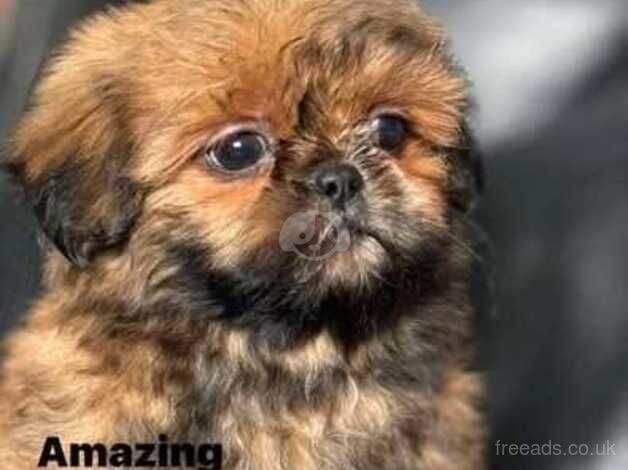 READY NOW IMPERIAL SHIH TZU for sale in Crewe, Cheshire - Image 2