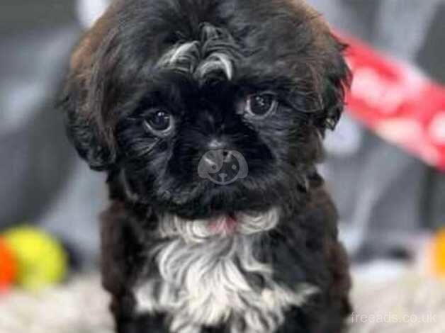 READY NOW IMPERIAL SHIH TZU for sale in Crewe, Cheshire - Image 3