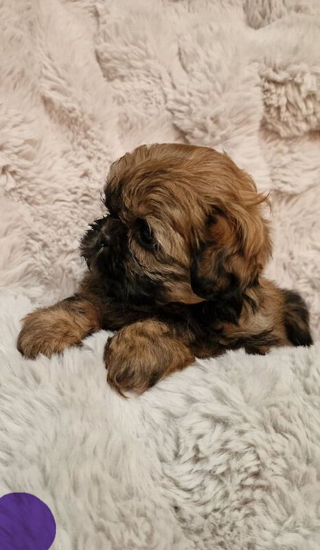 READY NOW...IMPERIAL STUNNING SHIHTZU BABIES for sale in Darwen, Lancashire