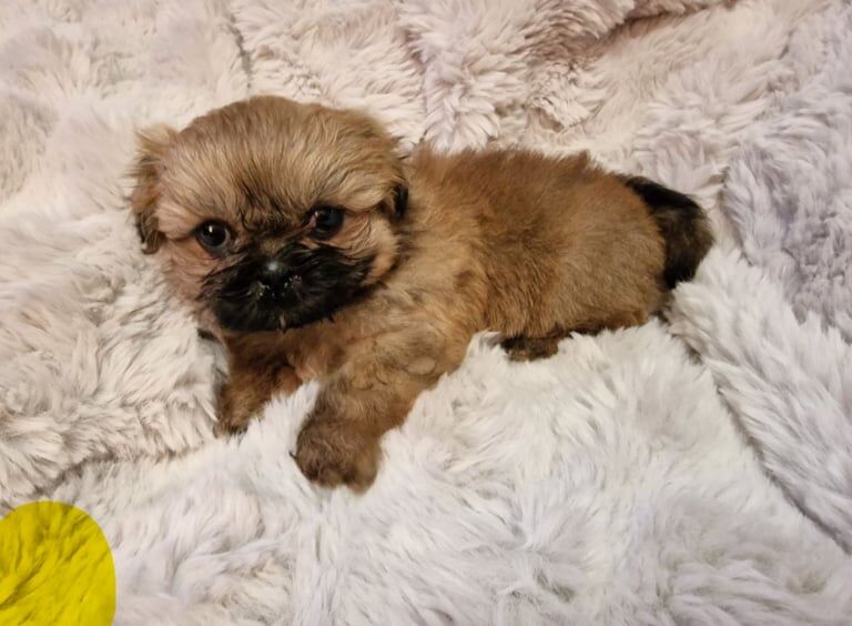 READY NOW...IMPERIAL STUNNING SHIHTZU BABIES for sale in Darwen, Lancashire - Image 2