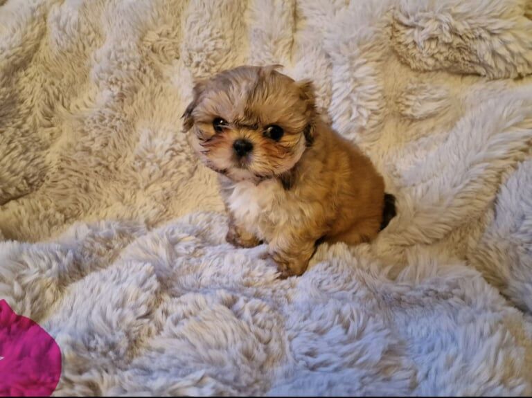 READY NOW...IMPERIAL STUNNING SHIHTZU BABIES for sale in Darwen, Lancashire - Image 3