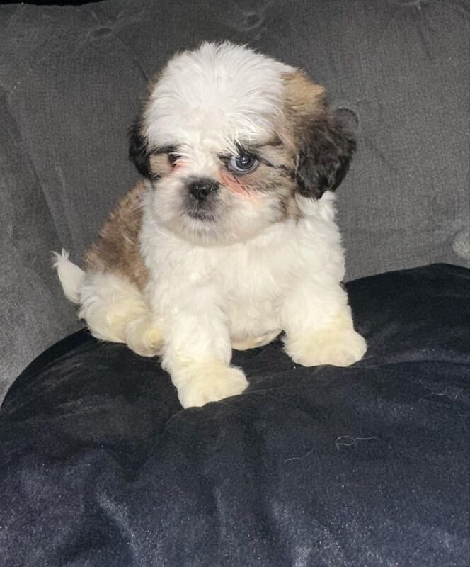 Boy shih tzu ready to go for sale in Heywood, Greater Manchester