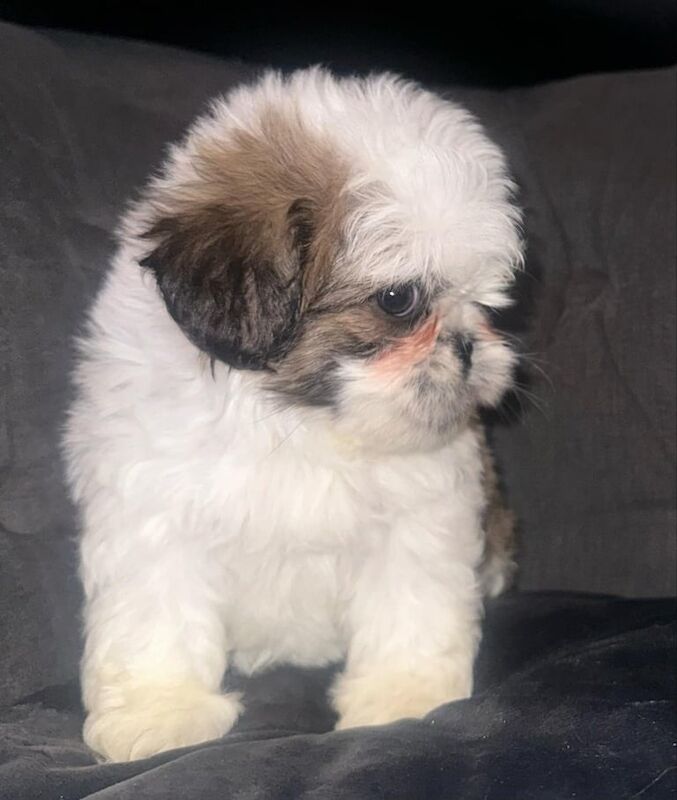 Boy shih tzu ready to go for sale in Heywood, Greater Manchester - Image 2