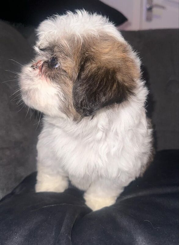 Boy shih tzu ready to go for sale in Heywood, Greater Manchester - Image 3