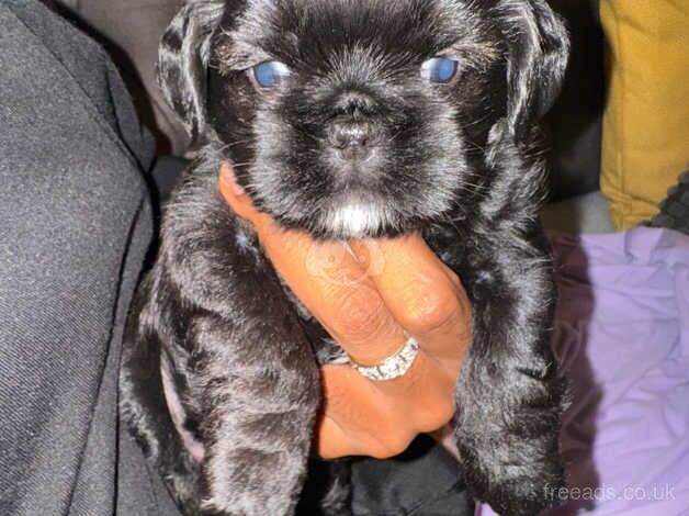 Shi tzu crossed Brussels griffin for sale in Croydon, Croydon, Greater London