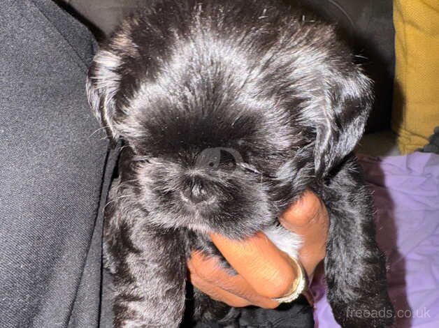 Shi tzu crossed Brussels griffin for sale in Croydon, Croydon, Greater London - Image 3