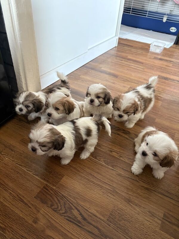 shi tzu puppy for sale in Bradford, West Yorkshire - Image 1