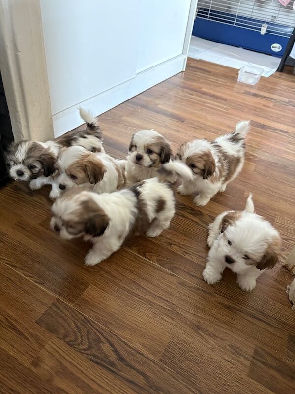 shi tzu puppy for sale in Bradford, West Yorkshire - Image 2