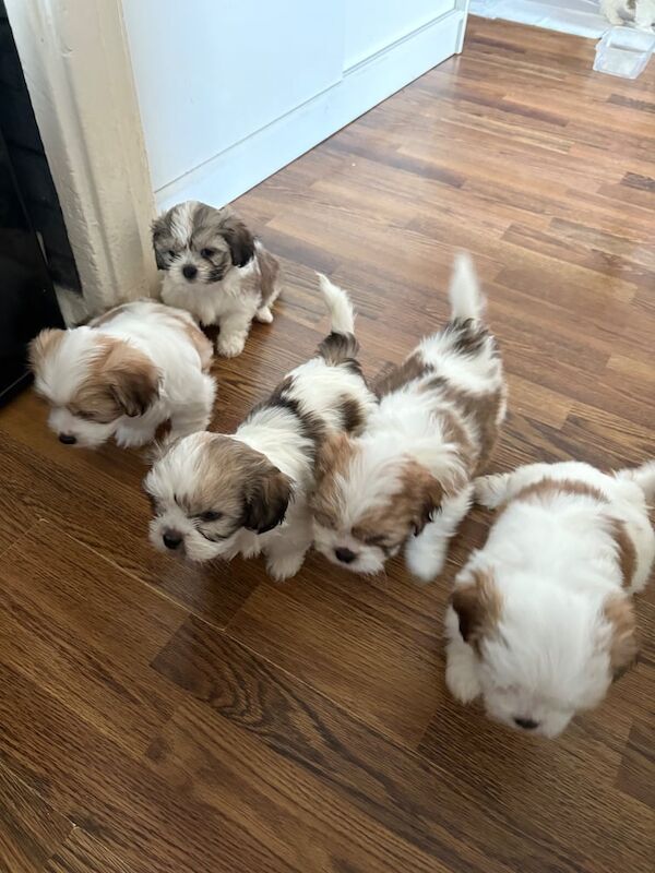 shi tzu puppy for sale in Bradford, West Yorkshire - Image 3